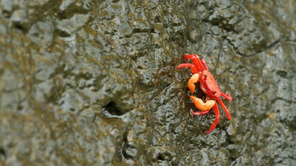 Red crab on a wet Rock eating away on a monsoon morning in Western Ghats