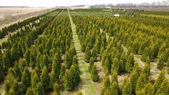 Agroindustrial Complex Where Green Thuja is Grown