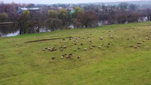 Pasture in the countryside. Herd of sheep grazing on field on rural scenery background. 