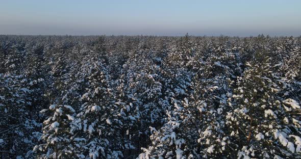 Snow-covered Coniferous Forest