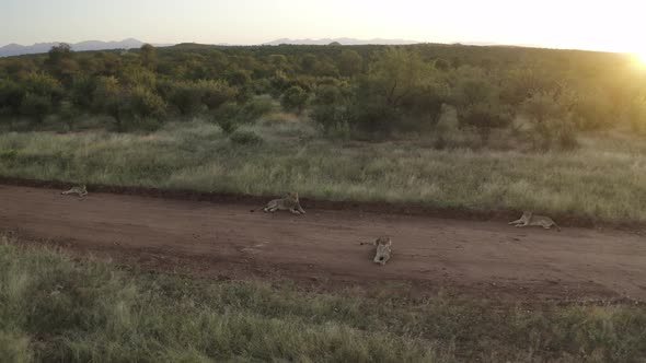 Aerial View of lions resting at sunset, Balule Nature Reserve, South Africa.