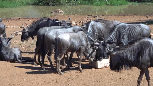 A confusion of wildebeest feeding on a mineral lick. Medium shot.