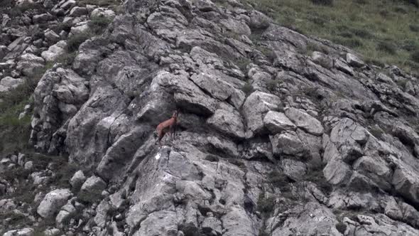 Chamois Over the Rocks Looking Back and Forth