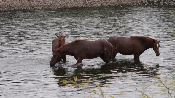 A horse submerges its head in the Salt River with two other horses next to it.