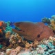 Murena on Coral Reef - VideoHive Item for Sale