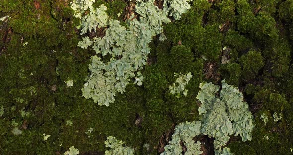 Bark of oaks covered by moss and lichen