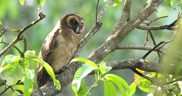 Powerful Brown Wood Owl sitting on a mango tree calling out softly in early morning