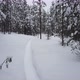 Ivalo Forest Walk - VideoHive Item for Sale
