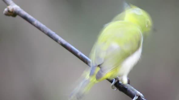 Close up of a Indian White Eye bird on a perch as it dances around the perch  inspecting the surroun