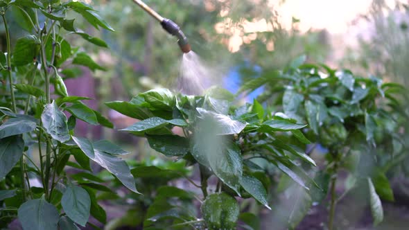 a Woman Sprays and Treats Pepper From Diseases and Pests