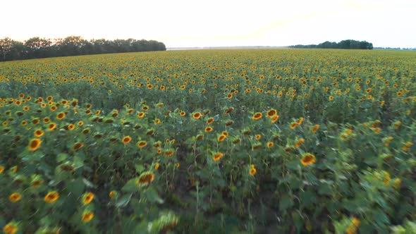 Sunflower Sunset 2