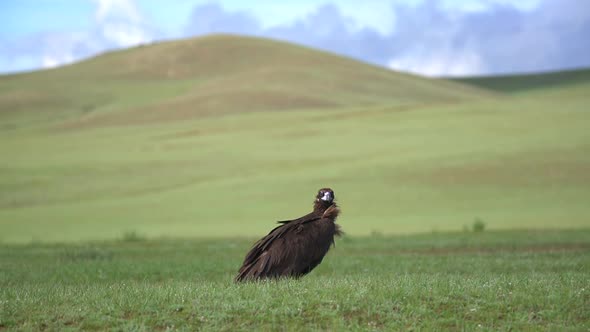 A Free Wild Vulture in Natural Habitat of Hill