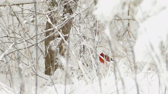 Northern Cardinal Bird On Snow Tree Twig In Wilderness - Winter Weather In Eastern Canada - wide sho