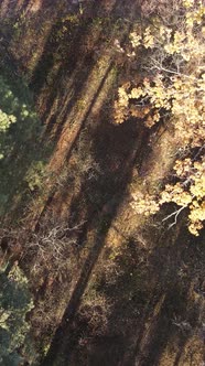 Vertical Video of an Autumn Forest During the Day