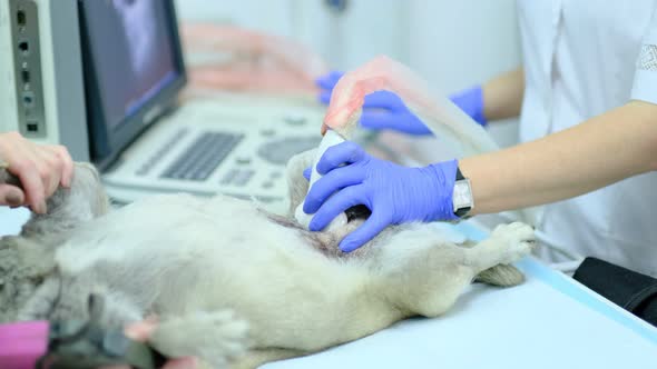Dog Having Ultrasound Scan in a Veterinary Clinic
