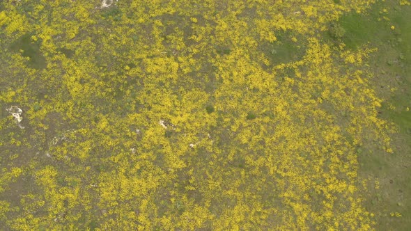 Ascending over Gold-dust Alyssum Aurinia saxatilis flower bedding 4K aerial video