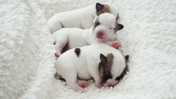 Newborn Puppy Sleeping on White Blanket