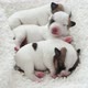Newborn Puppy Sleeping on White Blanket - VideoHive Item for Sale