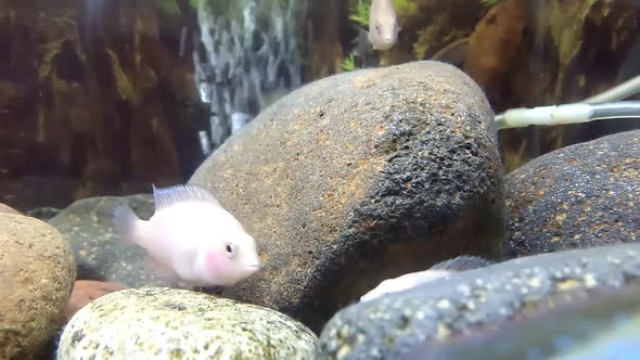 two white fish play in the pool