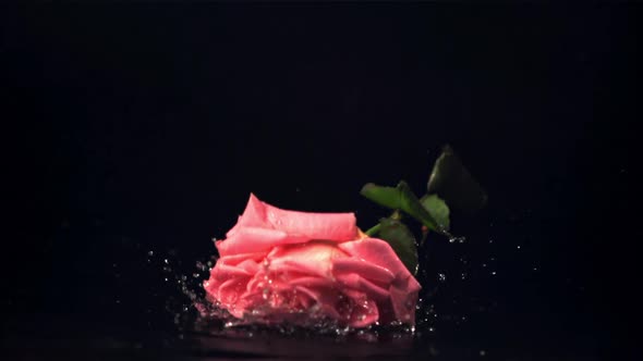 Super Slow Motion One Flower Rose Falls on the Table