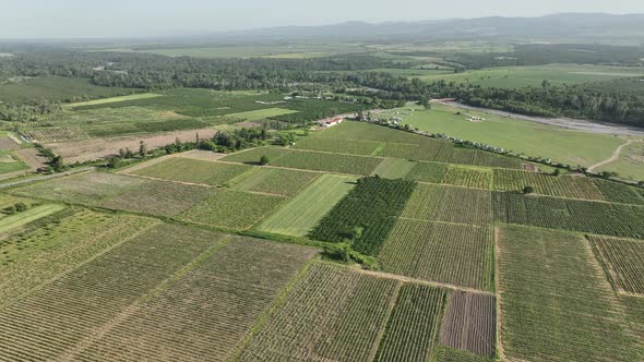 Aerial flight over beautiful vineyard landscape in Kvareli, Georgia