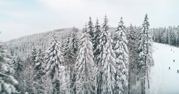 Winter Ski Slope with Skiers at Snow Pine Forest Aerial