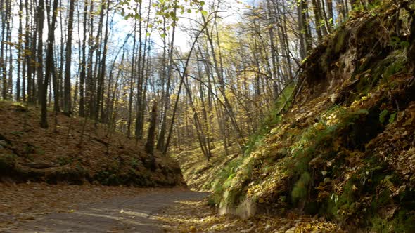 Beautiful yellow forest in autumn