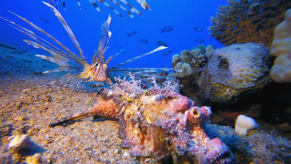 Red Sea Walkman Scorpionfish and Lionfish