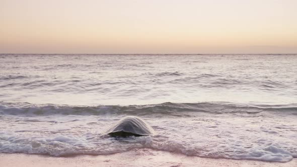 Wild Nature Sea Turtle Crawling From Shore Into Direction of Open Ocean Waters