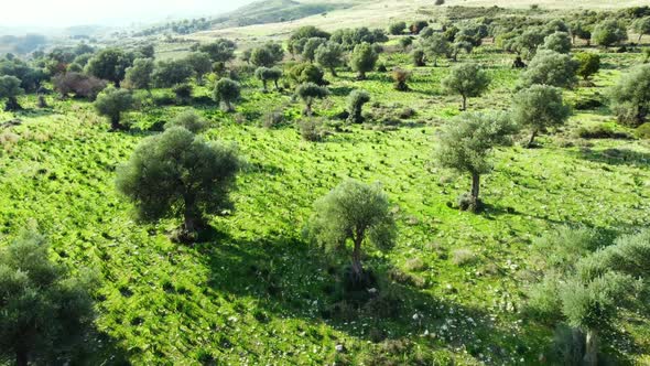 Mediterranean Landscape Drone Slowly Flying Through Olive Trees Beautiful Nature View of Green Grove