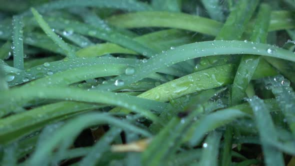 Rain on the Green Grass