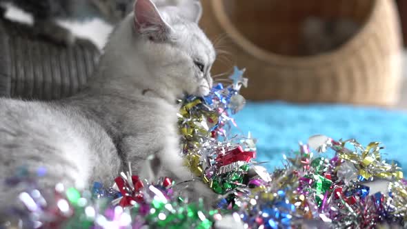 Cute British Cat Playing In Colorful Tinsel