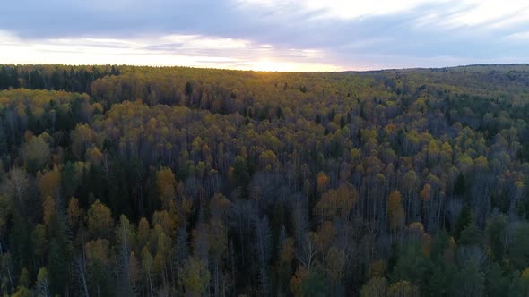 Bird's Eye View of Beautiful Green Spruce Forest at Evening Sunset