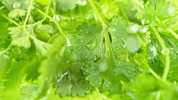 Super Slow Motion Shot of Water Drops Falling on Fresh Coriander at 1000Fps.