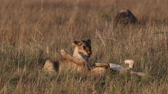 Lions in the Maasai Mara