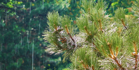 Pine Cone Tree in the Rain