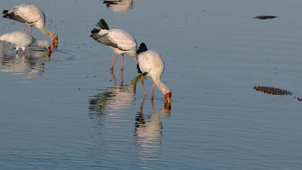 Foraging Yellow Billed Storks - Kruger National Park