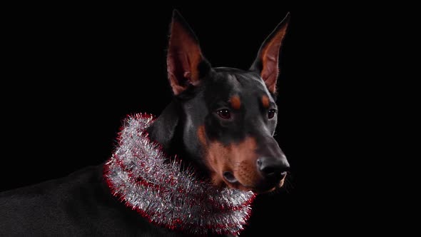 Portrait of a Graceful Doberman Pinscher with New Year's Tinsel Around His Neck in the Studio on a