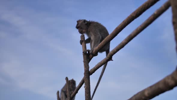 Wild Monkeys on Top of a Volcano on a Tropical Island