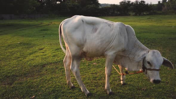 Cow eating grass in outdoor farm during sunset