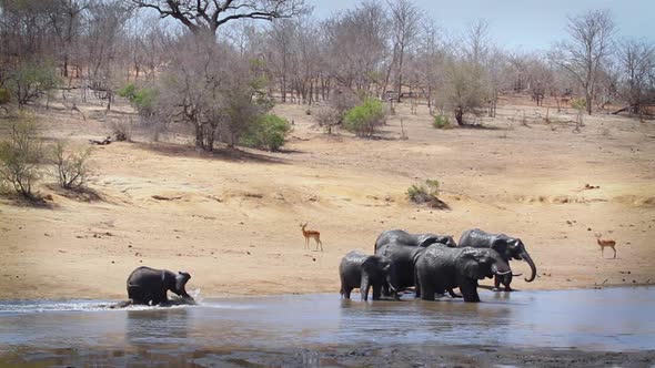 African bush elephant in Kruger National park, South Africa 16 Mov302 A