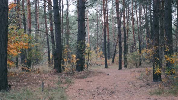 Professional Cyclocross Rider in Cycling Apparel and Helmet Hard Training in Fall Forest