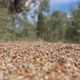 Stepping On An Ant Nest - VideoHive Item for Sale