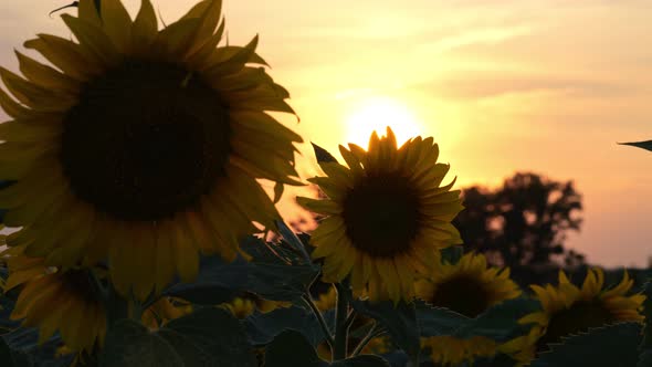 Sunflowers Silhouettes on Plantation at Back Sunset Light