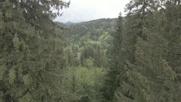 Ukraine, Carpathians: Forest Landscape. Aerial View. Flat, Gray