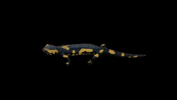 Salamander Walking