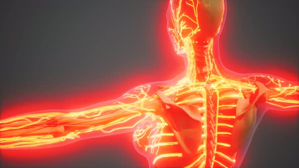 Science Anatomy of Human Blood Vessels alt