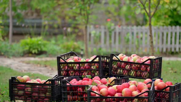 Rich crop of apples in the garden. Farmer taking away drawers with organic fruit in the countryside.