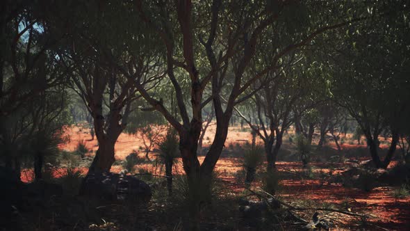 Red Sand Bush with Trees