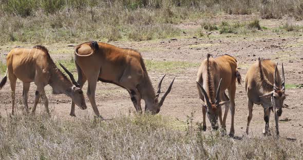 Cape Eland, taurotragus oryx, Nairobi Park in Kenya, Masai Mara Park in Kenya, Real Time 4K